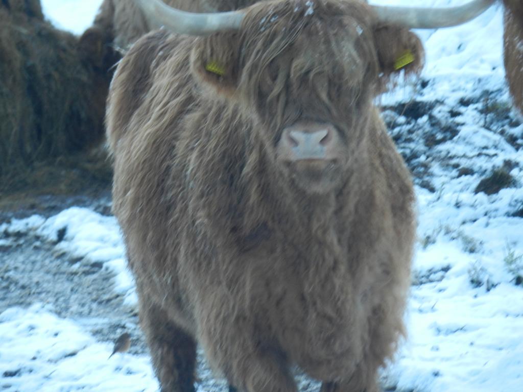 Clunebeg Lodge Drumnadrochit Zewnętrze zdjęcie